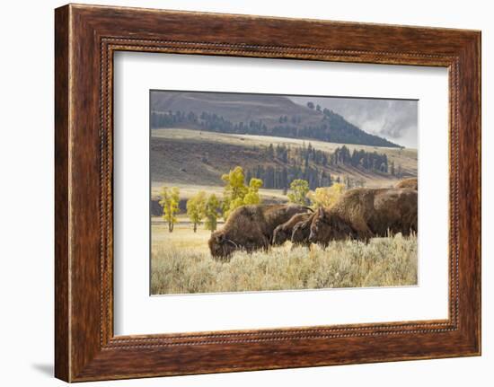 Herd of Bison in Fall, Lamar Valley, Yellowstone National Park, Wyoming-Adam Jones-Framed Photographic Print