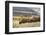 Herd of Bison in Fall, Lamar Valley, Yellowstone National Park, Wyoming-Adam Jones-Framed Photographic Print