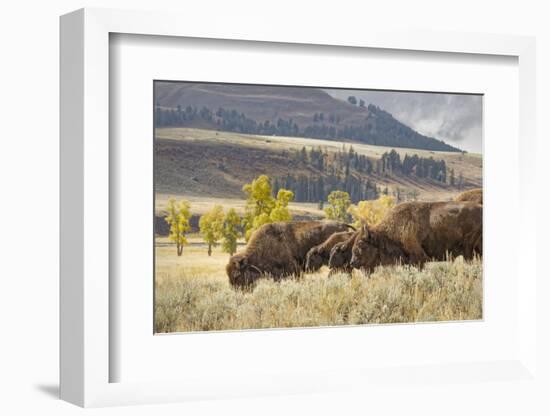 Herd of Bison in Fall, Lamar Valley, Yellowstone National Park, Wyoming-Adam Jones-Framed Photographic Print