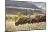 Herd of Bison in Fall, Lamar Valley, Yellowstone National Park, Wyoming-Adam Jones-Mounted Photographic Print
