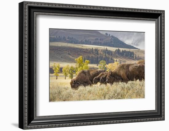 Herd of Bison in Fall, Lamar Valley, Yellowstone National Park, Wyoming-Adam Jones-Framed Photographic Print