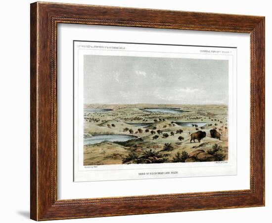 Herd of Bison Near Lake Jessie, North Dakota, USA, 1856-John Mix Stanley-Framed Giclee Print