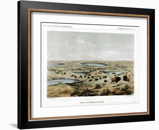 Herd of Bison Near Lake Jessie, North Dakota, USA, 1856-John Mix Stanley-Framed Giclee Print