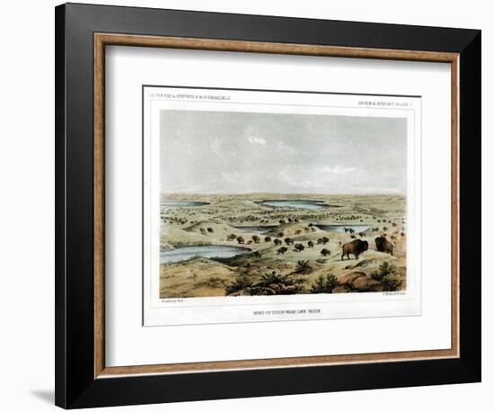 Herd of Bison Near Lake Jessie, North Dakota, USA, 1856-John Mix Stanley-Framed Premium Giclee Print