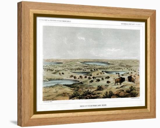 Herd of Bison Near Lake Jessie, North Dakota, USA, 1856-John Mix Stanley-Framed Premier Image Canvas