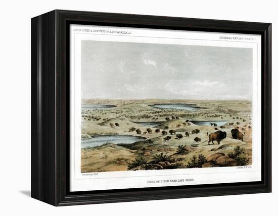 Herd of Bison Near Lake Jessie, North Dakota, USA, 1856-John Mix Stanley-Framed Premier Image Canvas