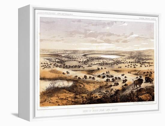 Herd of Bison Near Lake Jessie-Thomas H. Ford-Framed Premier Image Canvas