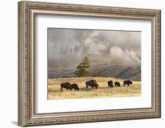 Herd of Bison Near Old Faithful Geyser Upper Geyser Basin, Yellowstone National Park, Wyoming-Adam Jones-Framed Photographic Print