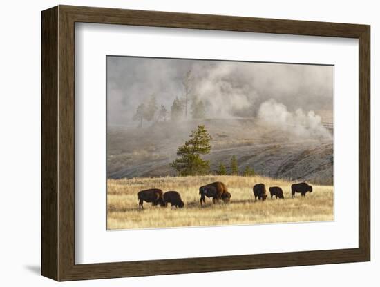 Herd of Bison Near Old Faithful Geyser Upper Geyser Basin, Yellowstone National Park, Wyoming-Adam Jones-Framed Photographic Print