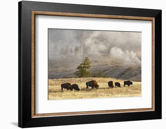 Herd of Bison Near Old Faithful Geyser Upper Geyser Basin, Yellowstone National Park, Wyoming-Adam Jones-Framed Photographic Print