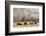 Herd of Bison Near Old Faithful Geyser Upper Geyser Basin, Yellowstone National Park, Wyoming-Adam Jones-Framed Photographic Print