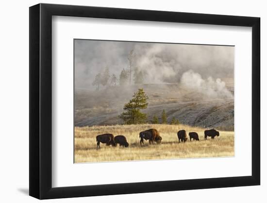 Herd of Bison Near Old Faithful Geyser Upper Geyser Basin, Yellowstone National Park, Wyoming-Adam Jones-Framed Photographic Print