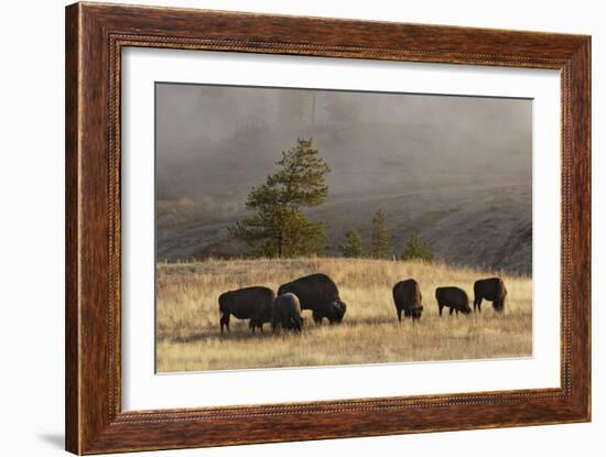 Herd of Bison, Old Faithful Geyser Upper Geyser Basin, Yellowstone National Park, Wyoming-Adam Jones-Framed Photographic Print