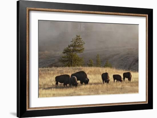 Herd of Bison, Old Faithful Geyser Upper Geyser Basin, Yellowstone National Park, Wyoming-Adam Jones-Framed Photographic Print