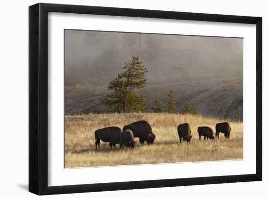 Herd of Bison, Old Faithful Geyser Upper Geyser Basin, Yellowstone National Park, Wyoming-Adam Jones-Framed Photographic Print