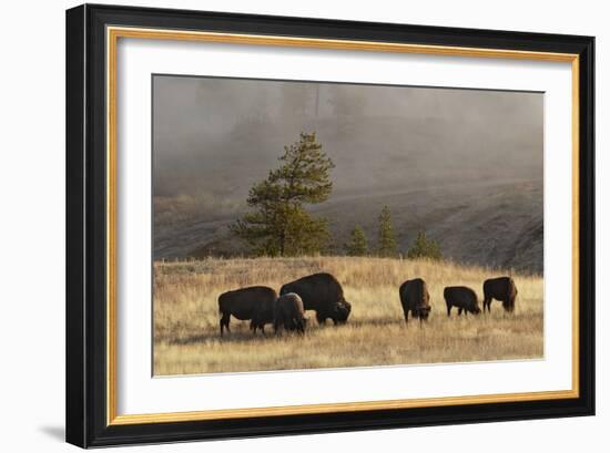 Herd of Bison, Old Faithful Geyser Upper Geyser Basin, Yellowstone National Park, Wyoming-Adam Jones-Framed Photographic Print