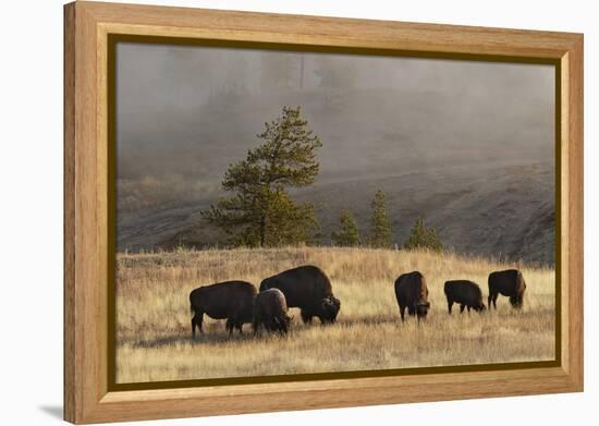 Herd of Bison, Old Faithful Geyser Upper Geyser Basin, Yellowstone National Park, Wyoming-Adam Jones-Framed Premier Image Canvas