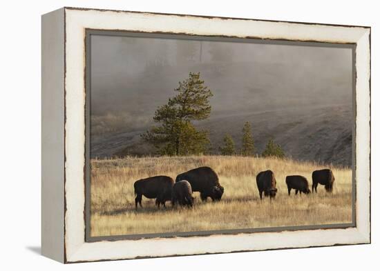 Herd of Bison, Old Faithful Geyser Upper Geyser Basin, Yellowstone National Park, Wyoming-Adam Jones-Framed Premier Image Canvas