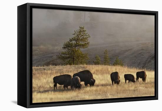 Herd of Bison, Old Faithful Geyser Upper Geyser Basin, Yellowstone National Park, Wyoming-Adam Jones-Framed Premier Image Canvas