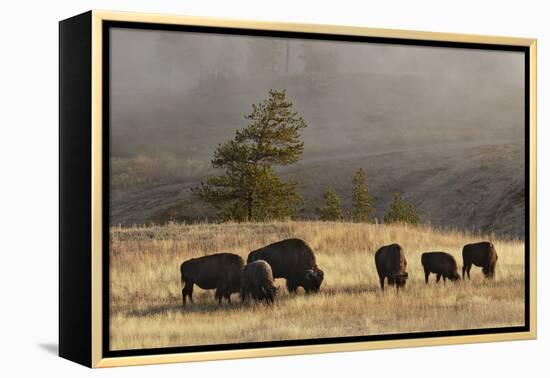 Herd of Bison, Old Faithful Geyser Upper Geyser Basin, Yellowstone National Park, Wyoming-Adam Jones-Framed Premier Image Canvas