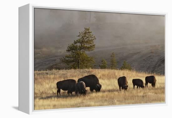 Herd of Bison, Old Faithful Geyser Upper Geyser Basin, Yellowstone National Park, Wyoming-Adam Jones-Framed Premier Image Canvas