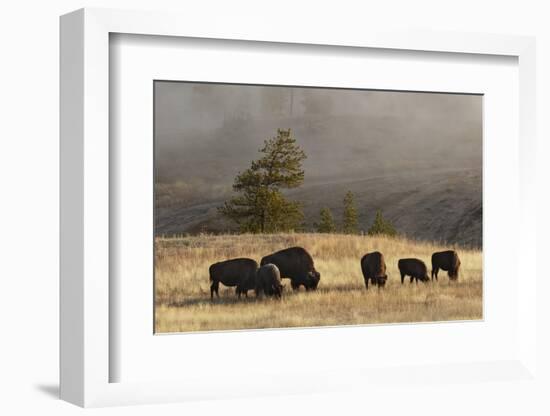 Herd of Bison, Old Faithful Geyser Upper Geyser Basin, Yellowstone National Park, Wyoming-Adam Jones-Framed Photographic Print