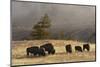 Herd of Bison, Old Faithful Geyser Upper Geyser Basin, Yellowstone National Park, Wyoming-Adam Jones-Mounted Photographic Print