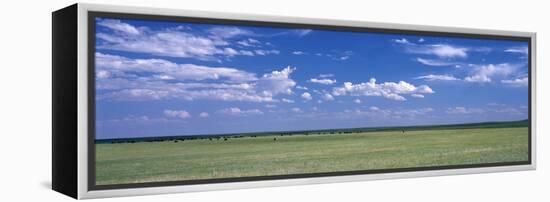 Herd of Bison on Prairie Cheyenne Wy USA-null-Framed Stretched Canvas