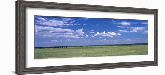 Herd of Bison on Prairie Cheyenne Wy USA-null-Framed Photographic Print