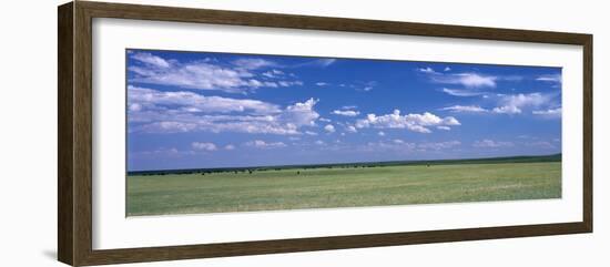 Herd of Bison on Prairie Cheyenne Wy USA--Framed Photographic Print