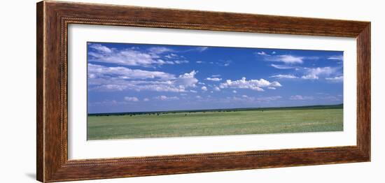 Herd of Bison on Prairie Cheyenne Wy USA-null-Framed Photographic Print