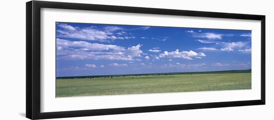 Herd of Bison on Prairie Cheyenne Wy USA-null-Framed Photographic Print