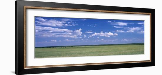 Herd of Bison on Prairie Cheyenne Wy USA-null-Framed Photographic Print