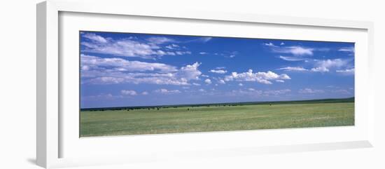 Herd of Bison on Prairie Cheyenne Wy USA-null-Framed Photographic Print