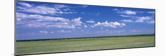 Herd of Bison on Prairie Cheyenne Wy USA-null-Mounted Photographic Print