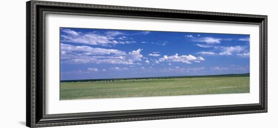 Herd of Bison on Prairie Cheyenne Wy USA-null-Framed Photographic Print