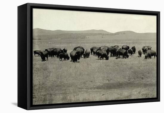 Herd of Buffalo Grazing-null-Framed Premier Image Canvas