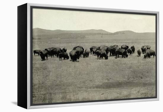 Herd of Buffalo Grazing-null-Framed Premier Image Canvas