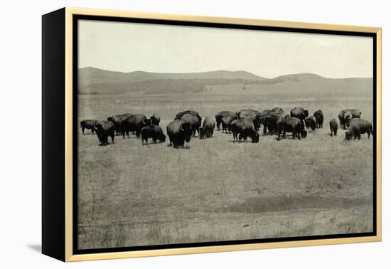 Herd of Buffalo Grazing-null-Framed Premier Image Canvas