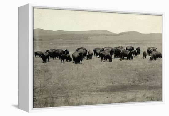 Herd of Buffalo Grazing-null-Framed Premier Image Canvas