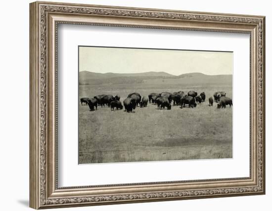 Herd of Buffalo Grazing-null-Framed Photographic Print