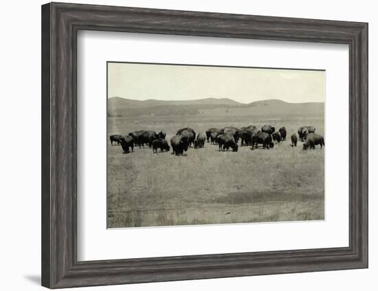 Herd of Buffalo Grazing-null-Framed Photographic Print