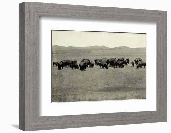 Herd of Buffalo Grazing-null-Framed Photographic Print