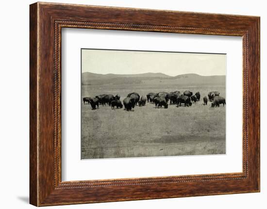 Herd of Buffalo Grazing-null-Framed Photographic Print