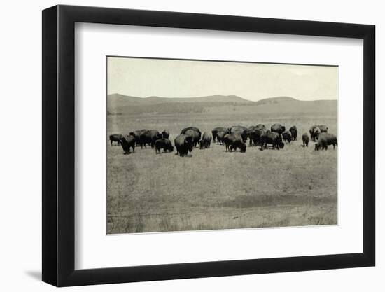 Herd of Buffalo Grazing-null-Framed Photographic Print