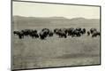 'Herd of Buffalo Grazing' Photographic Print | Art.com