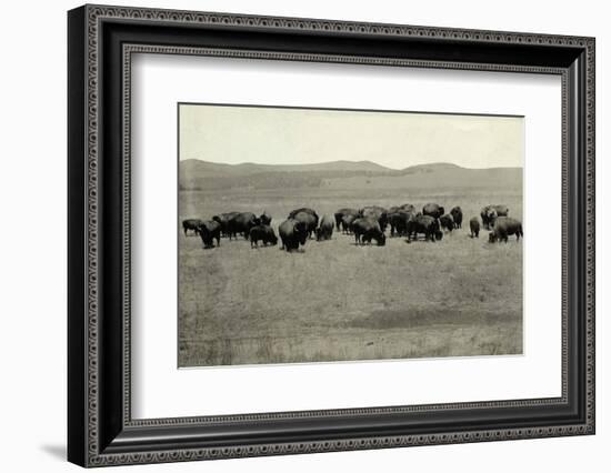 Herd of Buffalo Grazing-null-Framed Photographic Print