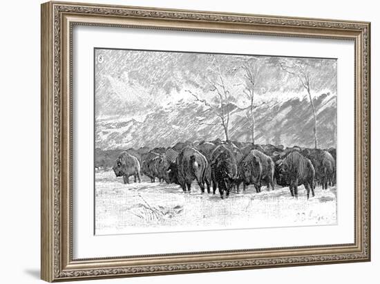 Herd of Buffalo in a Blizzard, 1887-null-Framed Art Print