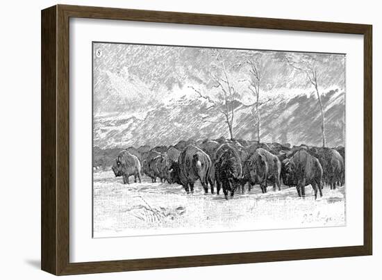 Herd of Buffalo in a Blizzard, 1887-null-Framed Art Print