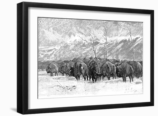 Herd of Buffalo in a Blizzard, 1887-null-Framed Art Print